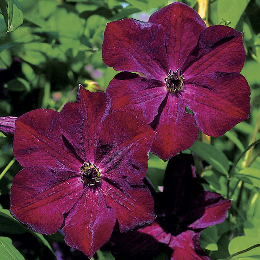 Clematis viticella 'Royal Velours'